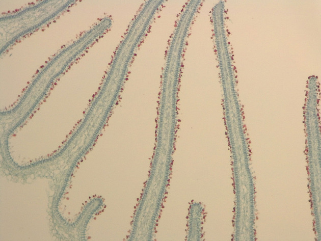 Coprinus Slides - Coprinus 02 100X